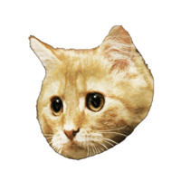 Котейки