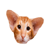 Котейки