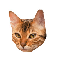 Котейки