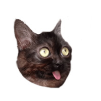 Котейки