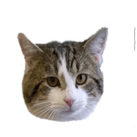 Котейки