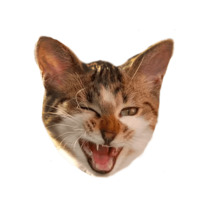 Котейки