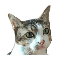 Котейки