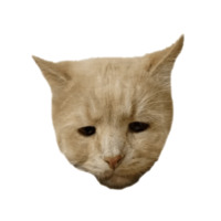 Котейки