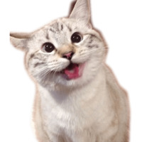 Котейчики