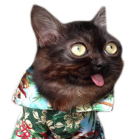 Котейчики