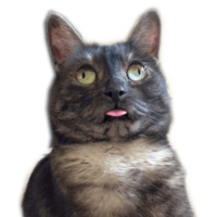 Котейчики