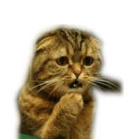 Котейчики