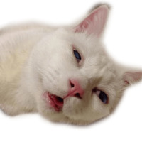 Котейчики