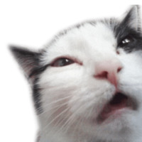 Котейчики