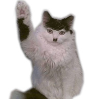 Котейчики