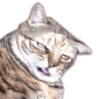 Котейчики
