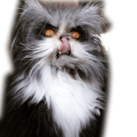 Котейчики