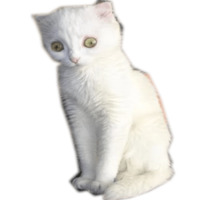 Котейчики