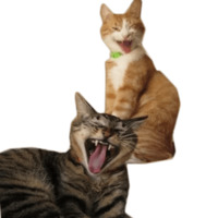 Котейчики