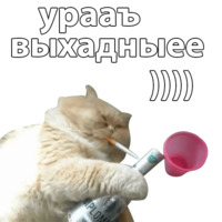 Котичи