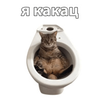 Котичи