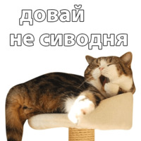 Котичи