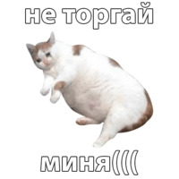 Котичи