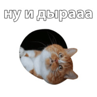 Котичи