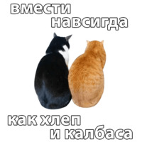 Котичи