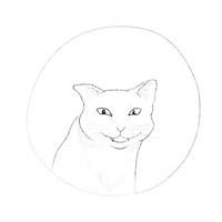 Коты
