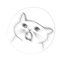 Коты