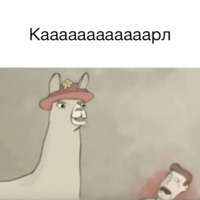 Ламы в шляпах