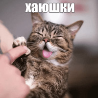 Котик Лил