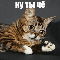 Котик Лил