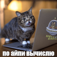 Котик Лил