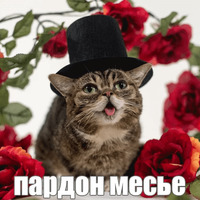 Котик Лил