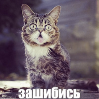 Котик Лил