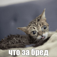 Котик Лил