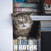 Котик Лил