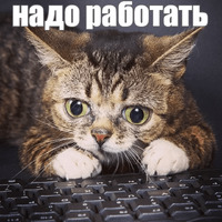 Котик Лил