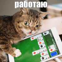 Котик Лил