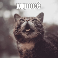 Котик Лил