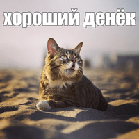 Котик Лил