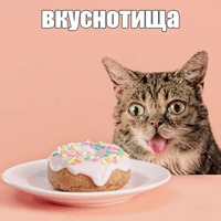 Котик Лил