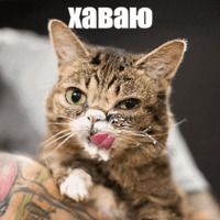 Котик Лил
