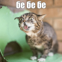 Котик Лил