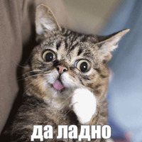 Котик Лил