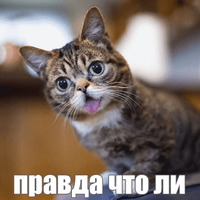 Котик Лил
