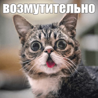 Котик Лил