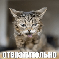 Котик Лил