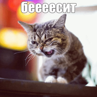 Котик Лил