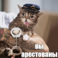 Котик Лил