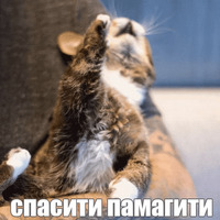 Котик Лил