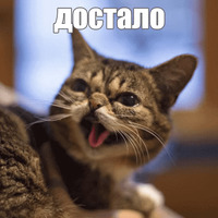 Котик Лил